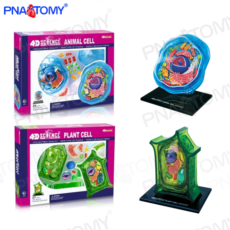 4D MASTER animal cell plant cell model animal and plant anatomy microscopic biology teaching microscopic structure