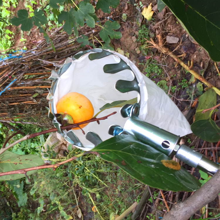 Fruit Picker Can Pick Bayberry, Loquat, Persimmon Fruit, North American Iron Foldableing Saw, Aliexpress Stainless Steel Fruit Tree Pruning