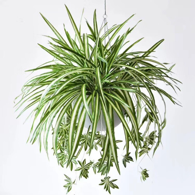 Picture of Factory wholesale sea anemone leaf hanging orchid plant wall material simulation white grass orchid wall hanging Phnom Penh hanging orchid