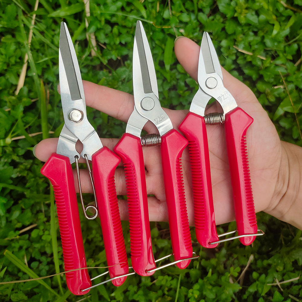 Stainless Steel Pruning Shears Pointed Orchard Fruit Picking Shears Picking Fruit Grape Vegetable and Fruit Scissors Pruning Shears Fruit Tree Scissors