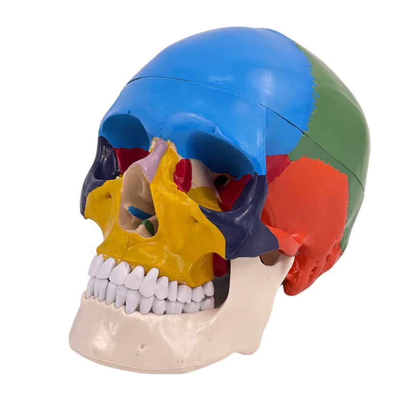 Picture of Medical human skull Model 1:1 simulation skull model Neurology color skull function partition