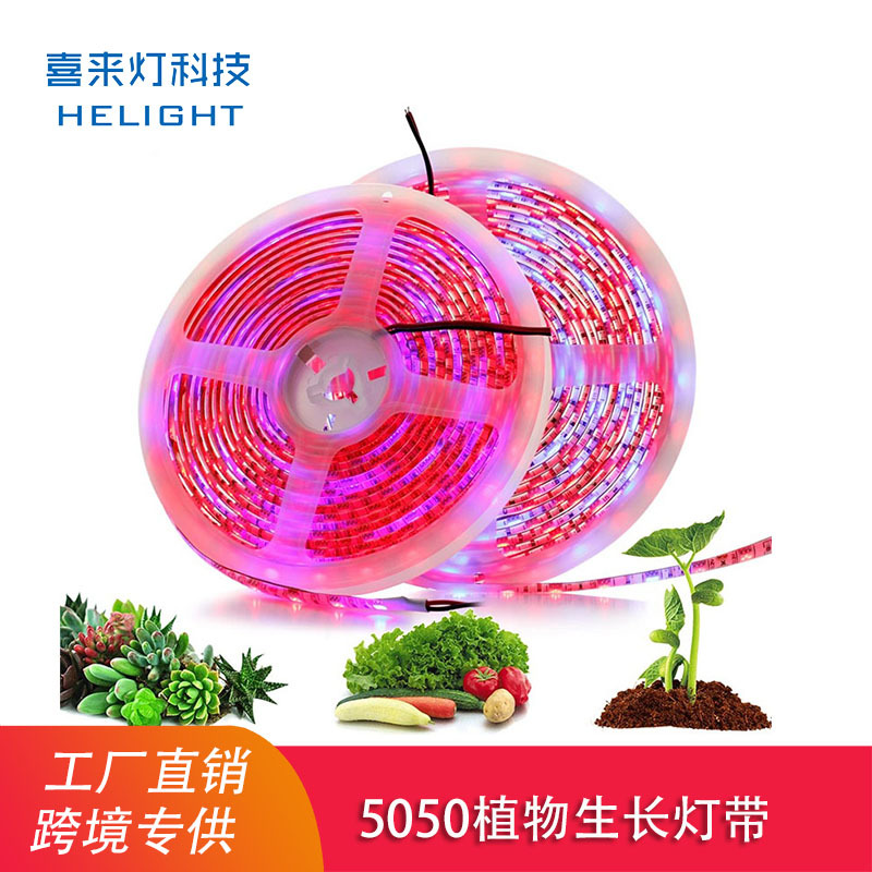 Xilai light 5050 succulent fill light plant growth led soft light bar 60 light/meter 4 Red 1 blue 12v waterproof light strip