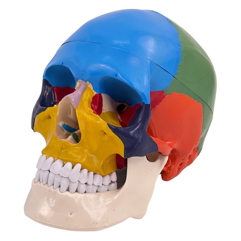 Picture of Medical human skull Model 1:1 simulation skull model Neurology color skull function partition