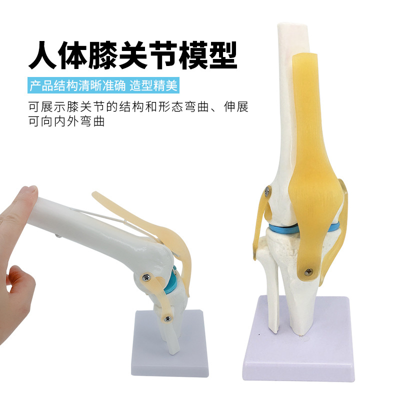 Human knee joint function model menisci cross ligament activity kneecap patella skeleton teaching model