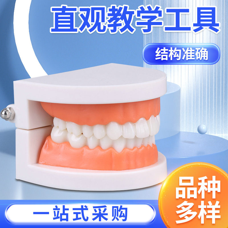 Picture of Dental Model aesthetic practice dental model small dental model kindergarten brushing teaching model oral model