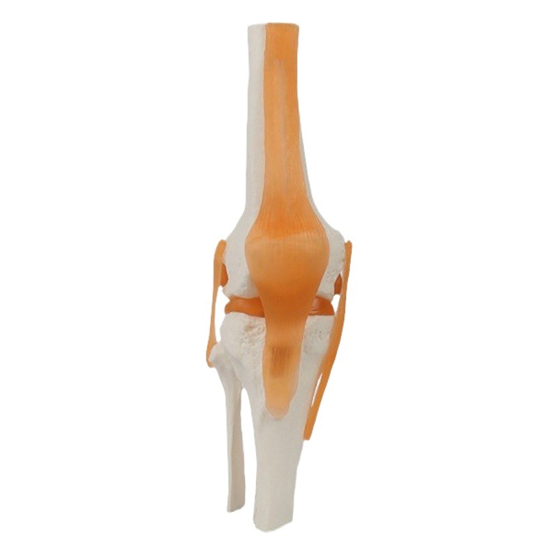 Functional joint collection human joint model teaching equipment teaching demonstration supplies joint bone wholesale