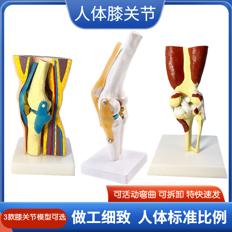 human knee joint function model human bone joint model muscle knee joint patella model