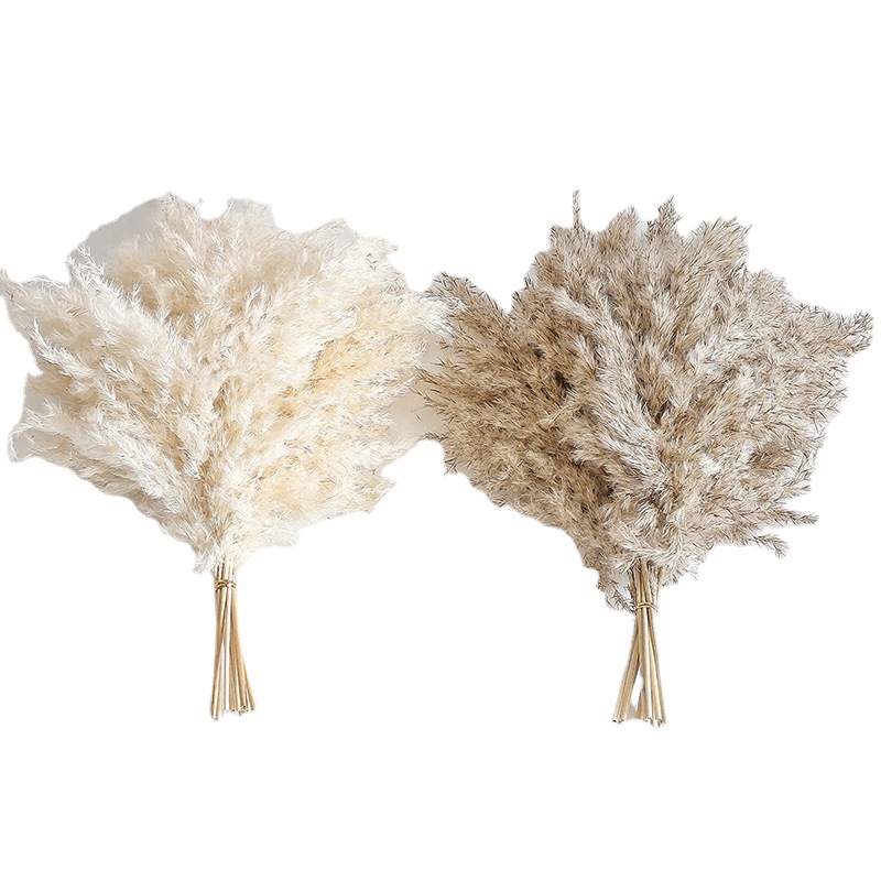 Picture of Cross-border Hot Sale Bohemian Style Decoration Fluffy Pampas Grass Natural Pampas Decorative Dried Flower bouquet