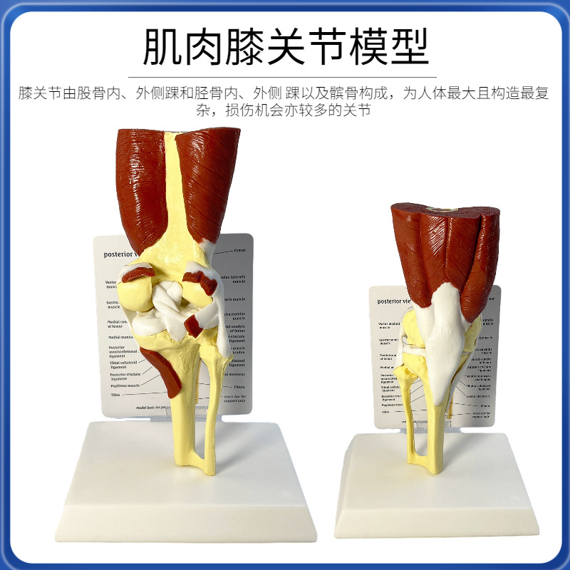 Picture of human knee joint function model human bone joint model muscle knee joint patella model