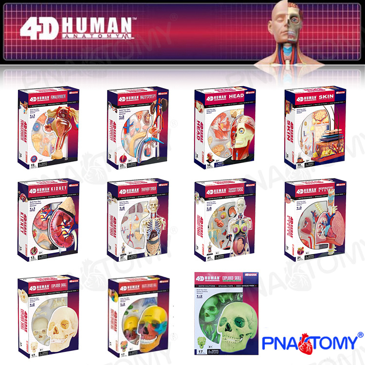4D MASTER human anatomy model puzzle DIY assembled popular science toys oral color skull skin muscle