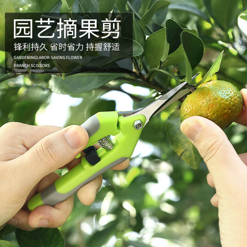 Picture of Gardening Scissors, Pruning Shears, Fruit and Vegetable Scissors, Branch Scissors, Fruit Tree Scissors, Grape Picking Scissors, Garden Tools, Fruit Picking Ready Stock