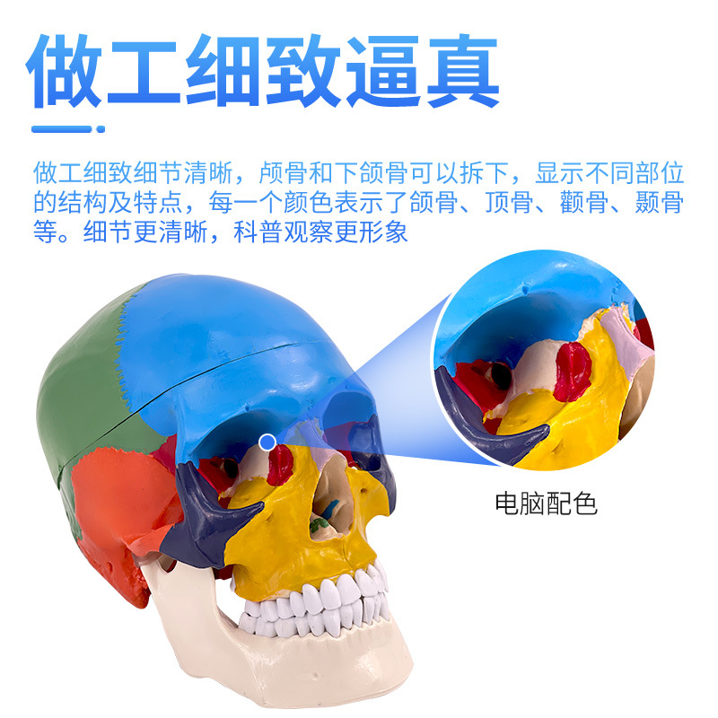 Picture of Medical human skull Model 1:1 simulation skull model Neurology color skull function partition