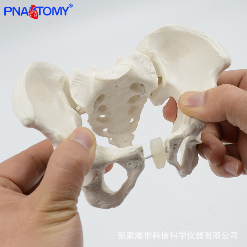 Mini movable pelvis model sacrum hip pelvis flexible rotating human skeleton anatomy rehabilitation teaching aids