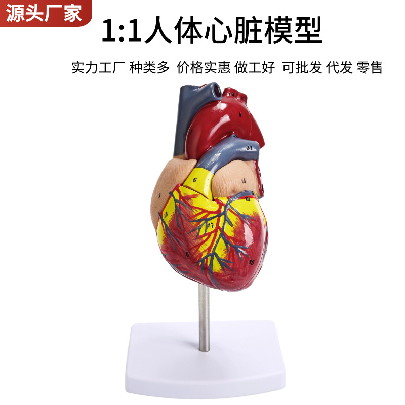 1:1 human heart anatomy model B ultrasound natural large heart model 34 logo heart teaching abrasive tool