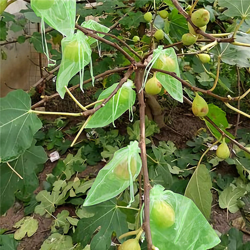 Picture of Wholesale Fruit Bagging, Special Bagging for Breeding Strawberries and Peaches, Gardening Orchard Bird-Proof Nylon Insect-Proof Mesh Bag