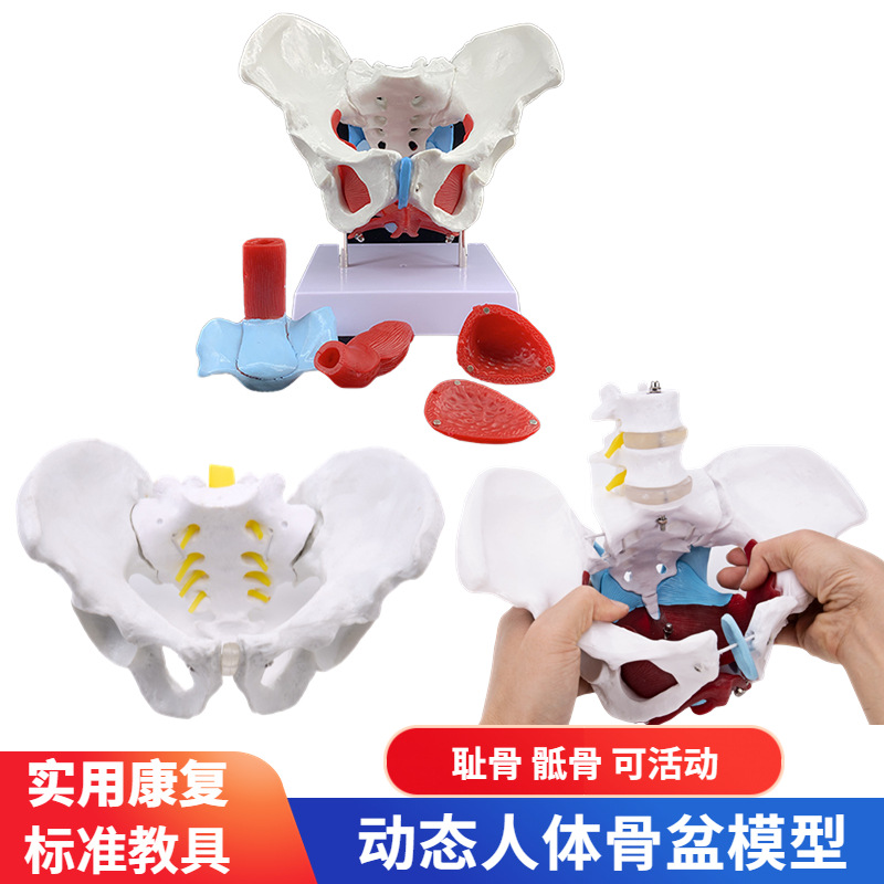 Movable female pelvic muscle model and pelvic floor muscle model uterus pelvic bone delivery delivery male pelvis
