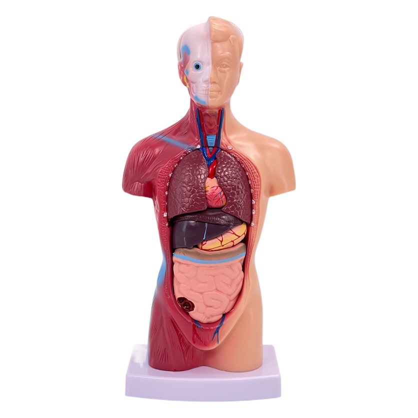 Human body model 28cm torso human visceral Anatomy Model medical teaching aids bone children's educational toys