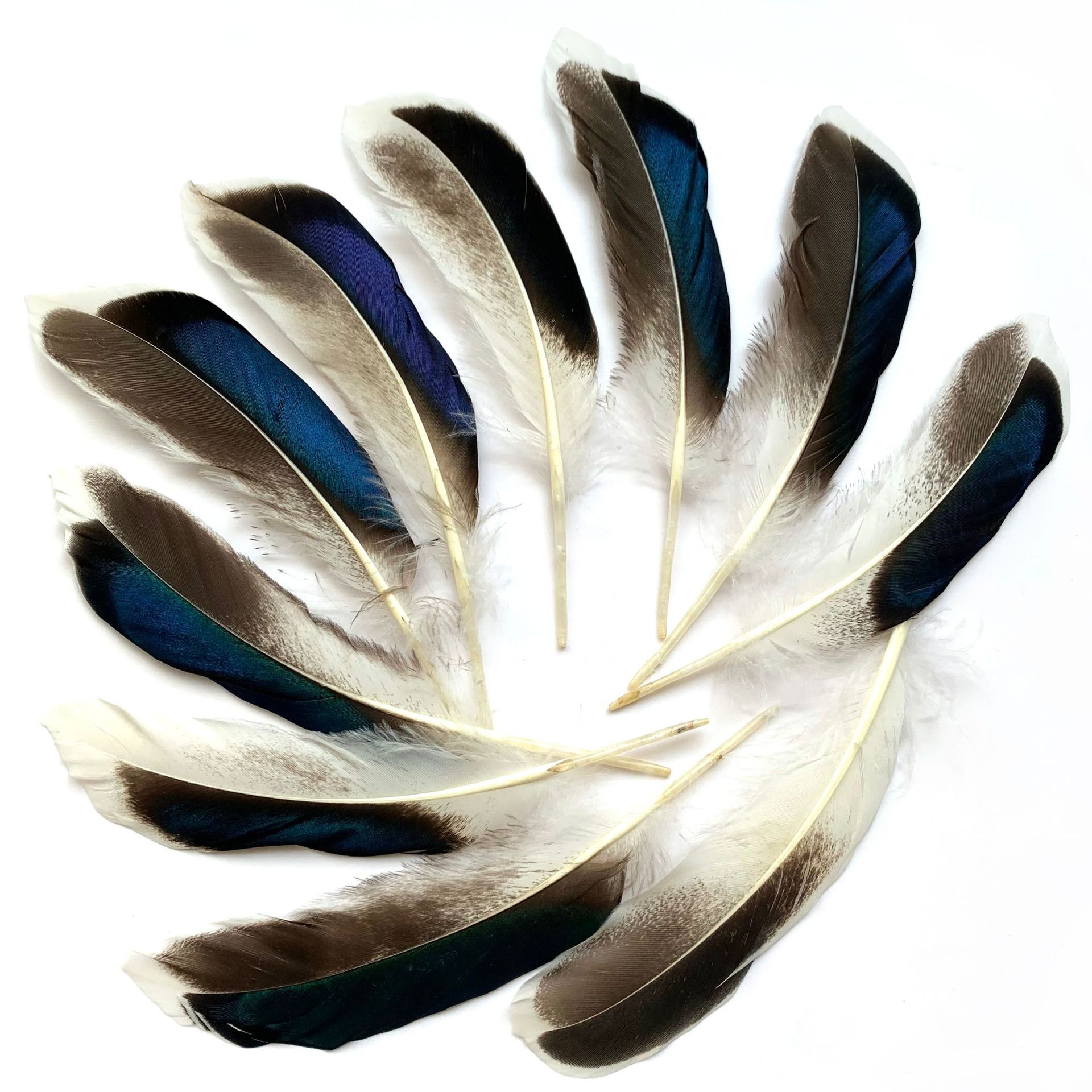 Picture of in stock wholesale diy feather natural duck feather green feather jewelry white head color wild duck feather duck feather green feather