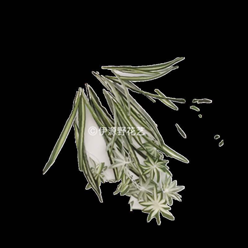 Picture of Factory wholesale sea anemone leaf hanging orchid plant wall material simulation white grass orchid wall hanging Phnom Penh hanging orchid