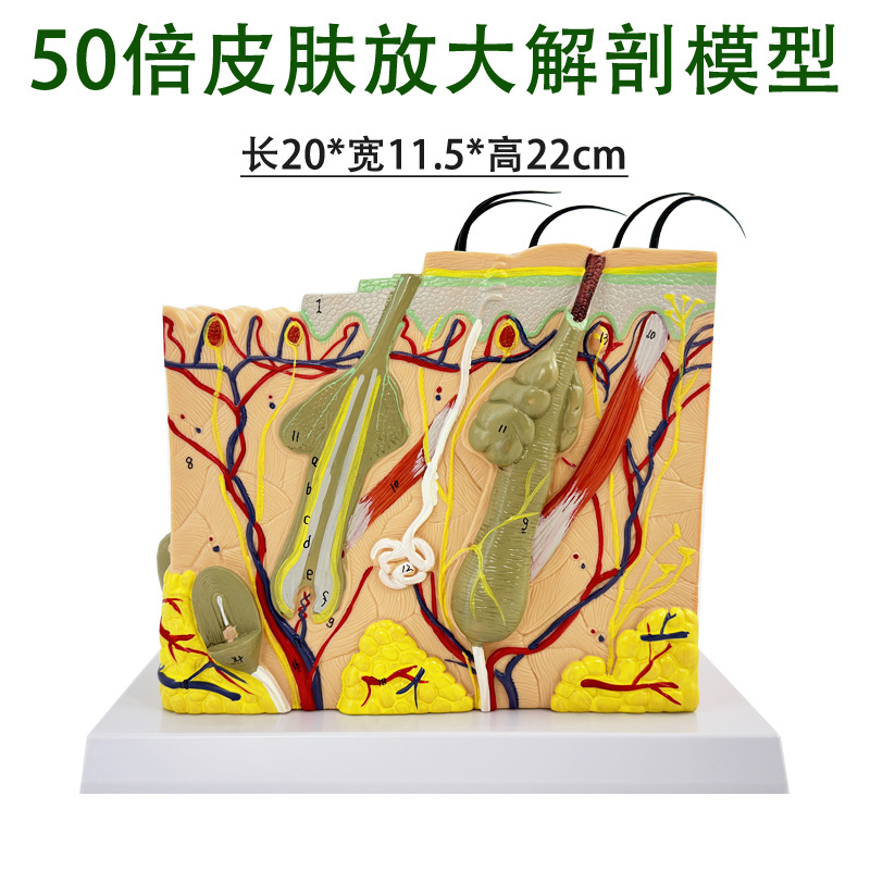 50 Times Magnification Skin Model Human Skin Structure Model Skin Layer Structure Skin Magnification Anatomy