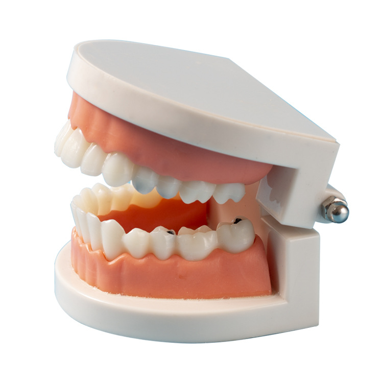 Picture of Dental Model aesthetic practice dental model small dental model kindergarten brushing teaching model oral model