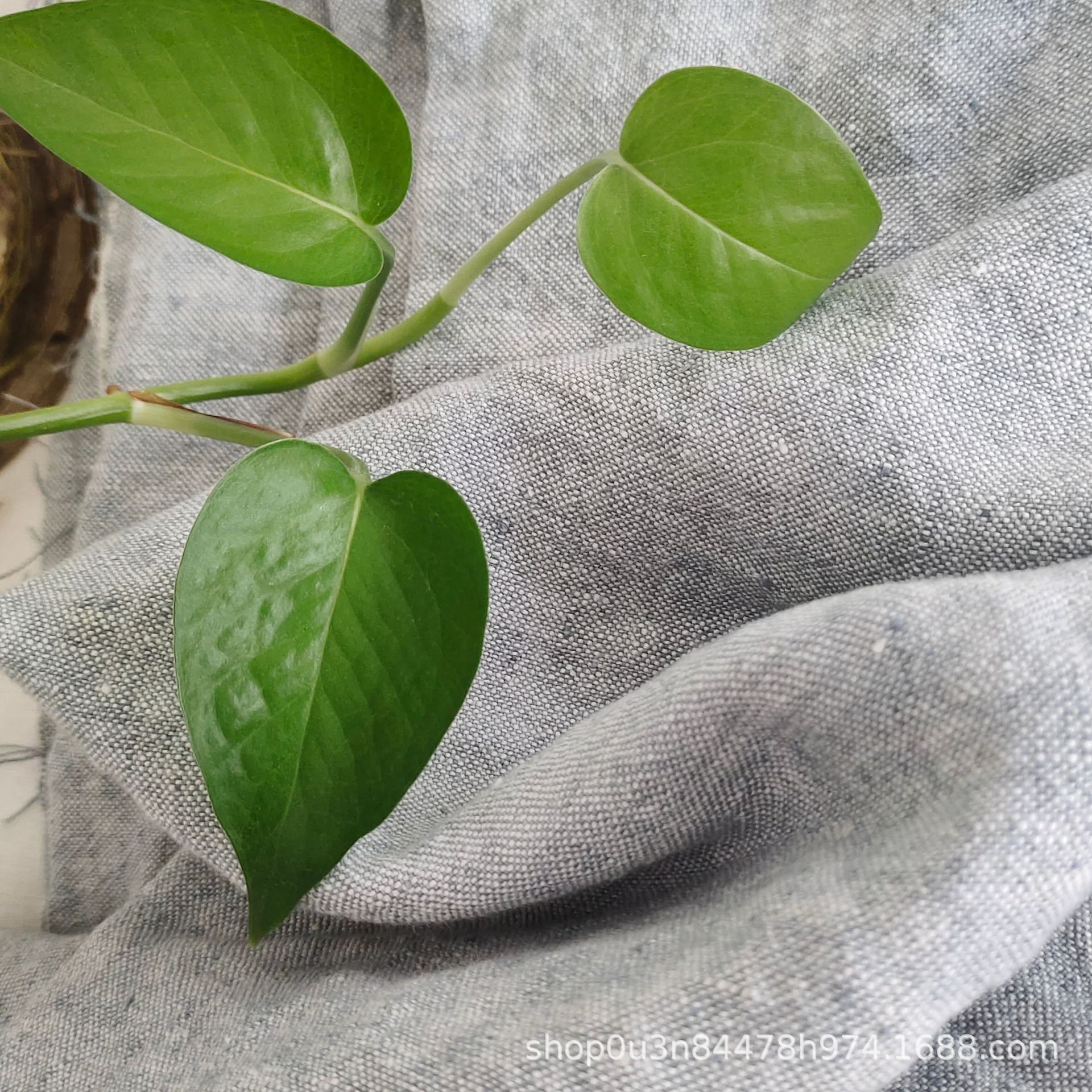 Picture of Pure Linen Yarn-dyed Denim Blue Wide Fabric, Thick and Above 300GSM, 280CM Wide Enzyme Linen