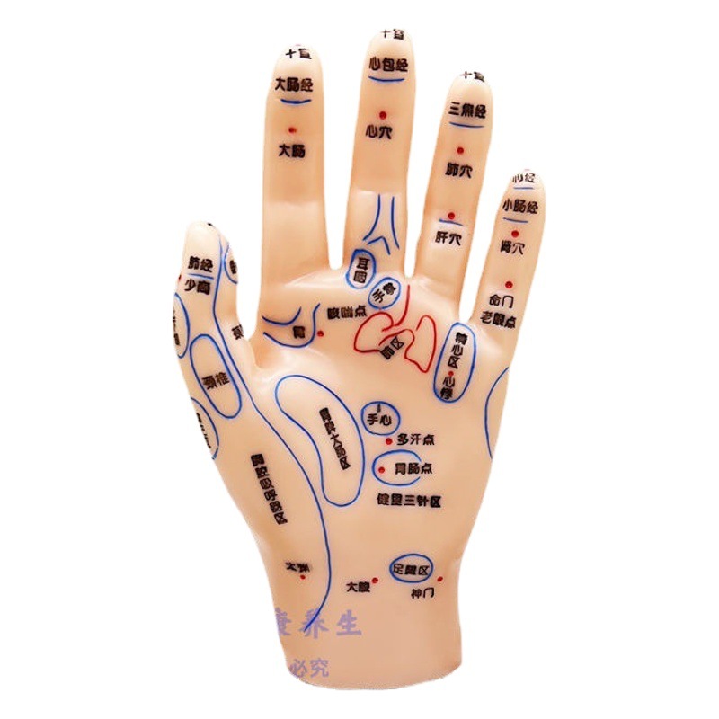 17cm hand massage reflex area acupoint model super clear soft lettering version hand model left palm back 19cm