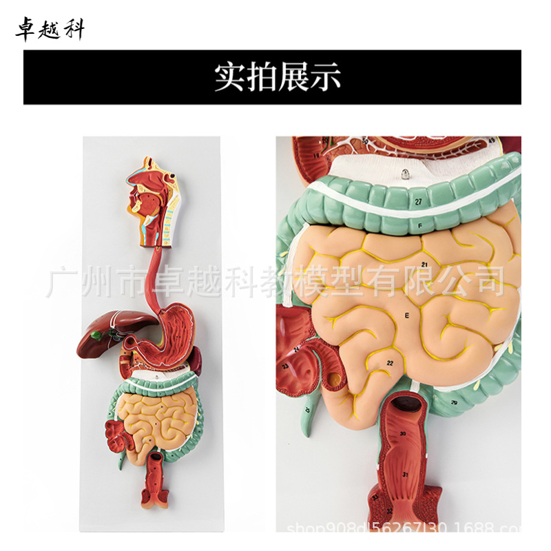 Picture of Human digestive system model digestive tract stomach profile nose throat size gastrointestinal anatomy model anorectal