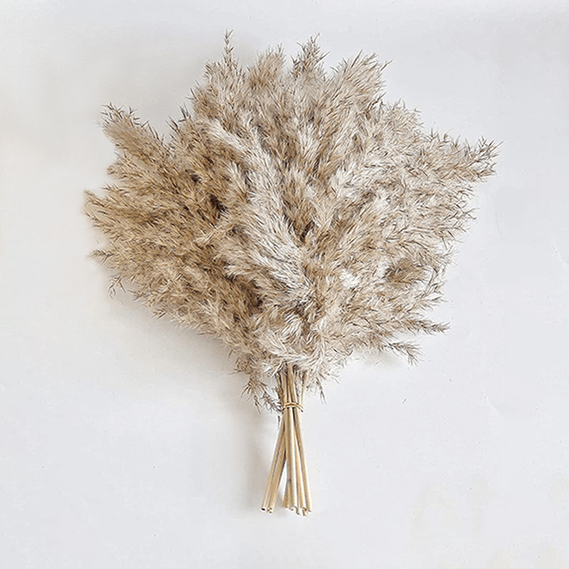 Picture of Cross-border Hot Sale Bohemian Style Decoration Fluffy Pampas Grass Natural Pampas Decorative Dried Flower bouquet