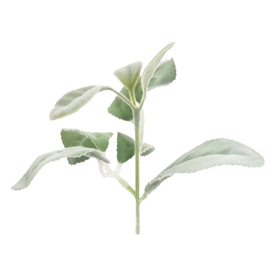 Artificial plant flocking single sheep ear leaf rabbit ear leaf eucalyptus leaf Mori flower arrangement decorative green plant photo props