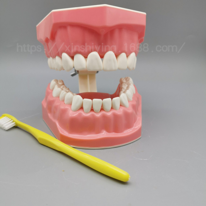 Dental Model Oral Teaching Brushing Model 1 Times Brushing Model Kindergarten Teaching Brushing Dental Model