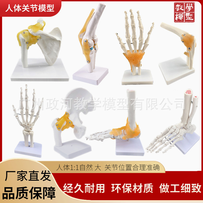 Human knee joint model Shoulder joint Elbow joint Hand joint Foot joint Hip joint Natural large bone model
