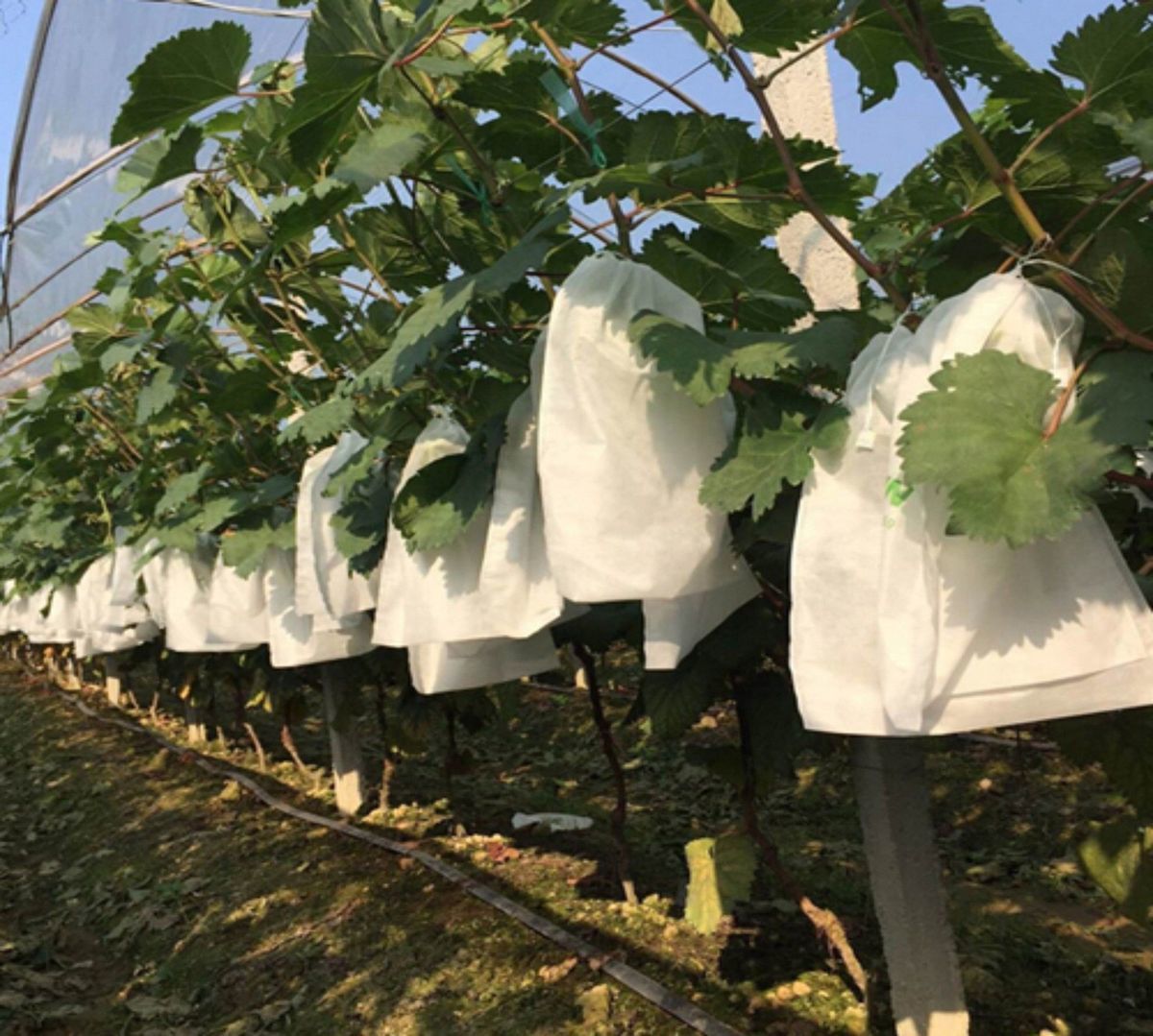 Picture of Fruit Cover Insect-proof Bag Grape Flossless Loquat Mesh Bag Non-woven Anti-bird Melon Fruit Peach Strawberry Bagging Universal Bag