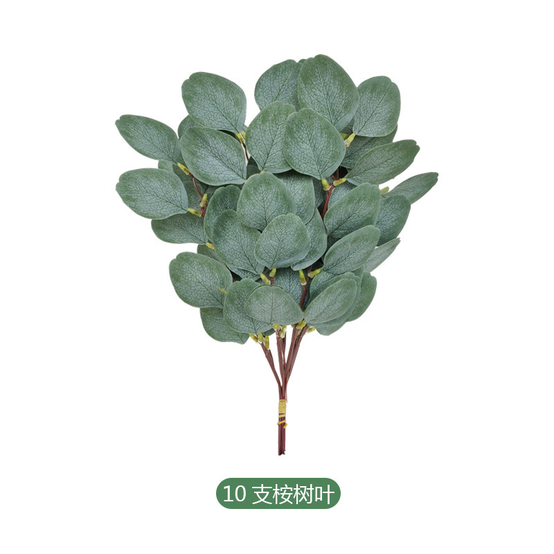 Picture of Eucalyptus leaves eucalyptus leaves simulation single simulation green plant christinae multicolor Frost White Frost eucalyptus