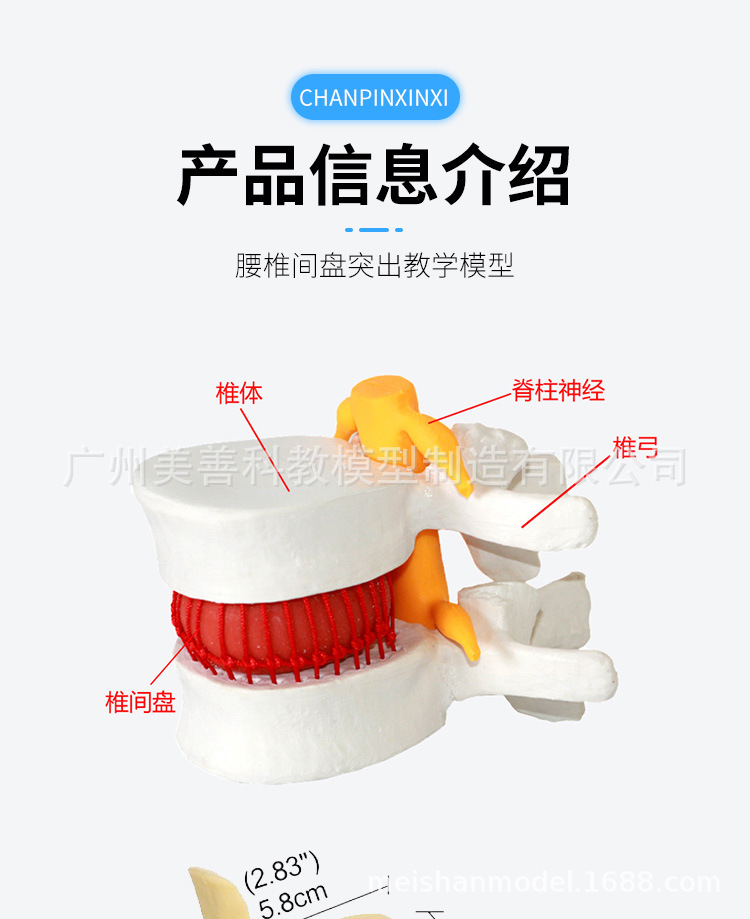 Picture of Lumbar enlarged lumbar disc compression demonstration model human spine spine pathology demonstration Joint Medical use