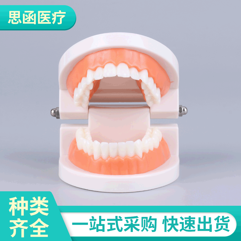 Dental Model aesthetic practice dental model small dental model kindergarten brushing teaching model oral model