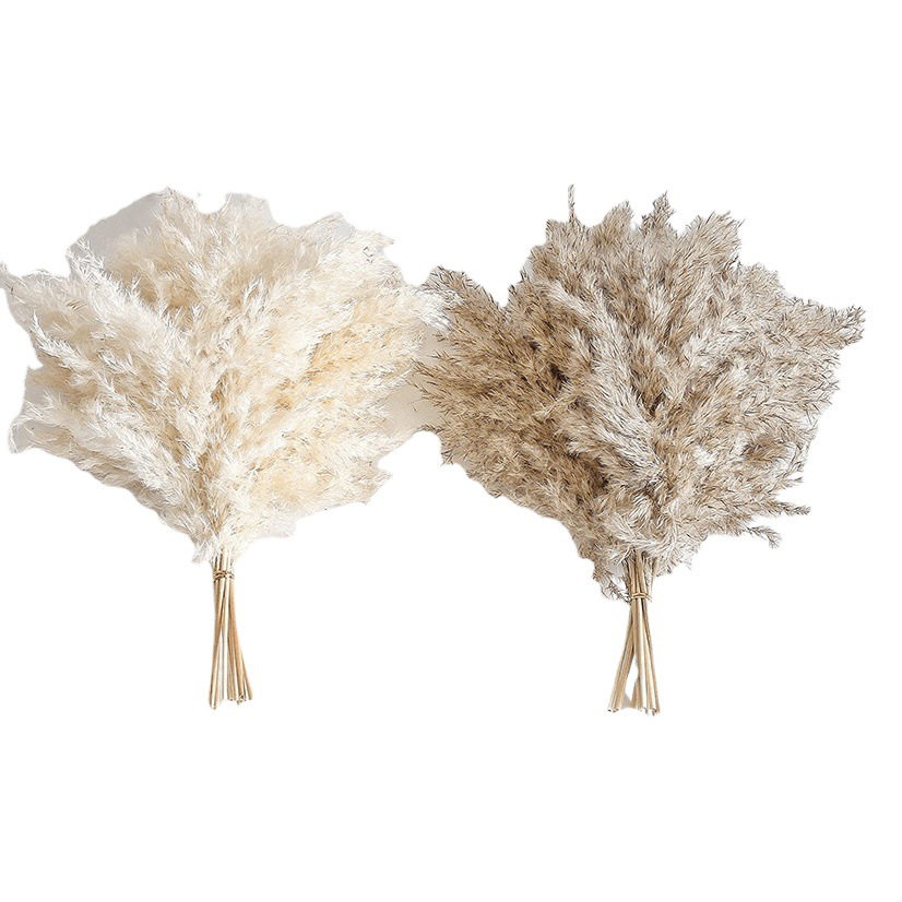 Picture of Cross-border Hot Sale Bohemian Style Decoration Fluffy Pampas Grass Natural Pampas Decorative Dried Flower bouquet