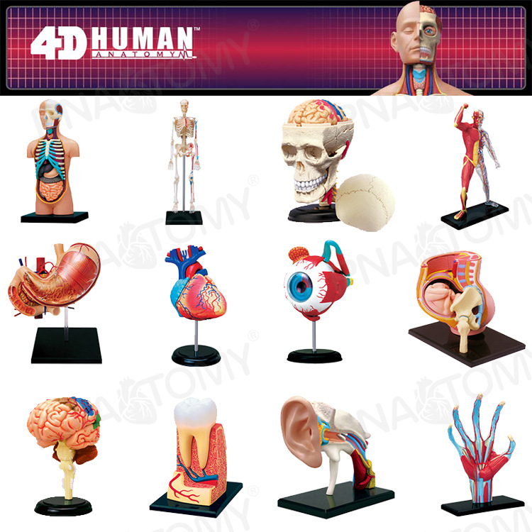 4D MASTER human anatomy model brain heart eyeball ear pelvic bone knee joint muscle model