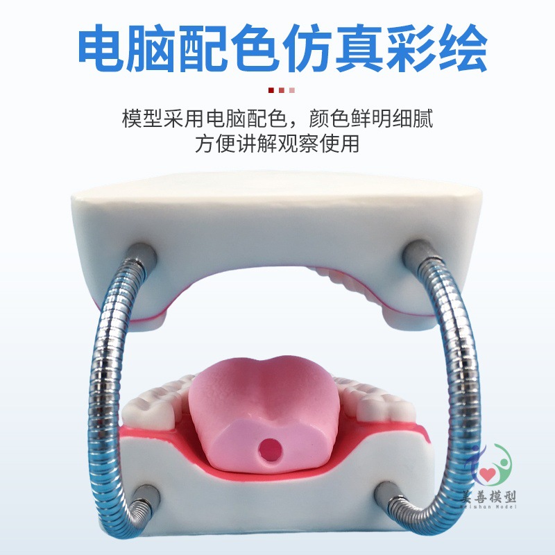 Picture of Kindergarten tooth care tooth teaching human tooth model Care 6 times magnification oral model teeth teaching