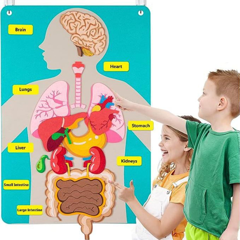 Felt human body structure cognitive map DIY human body structure puzzle educational science and education toys toddler teaching aids busy board