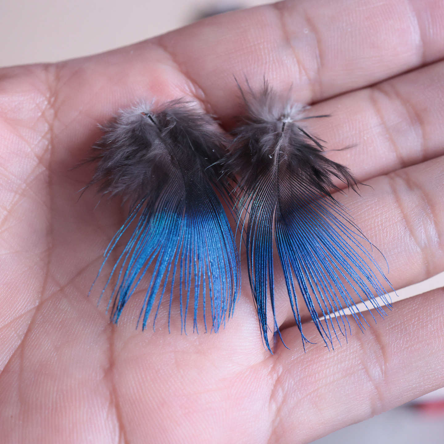 Picture of Wholesale 3-4cm Natural Peacock Neck Blue Flakes Dotting DIY Material Feather Decoration Accessories Small Feathers