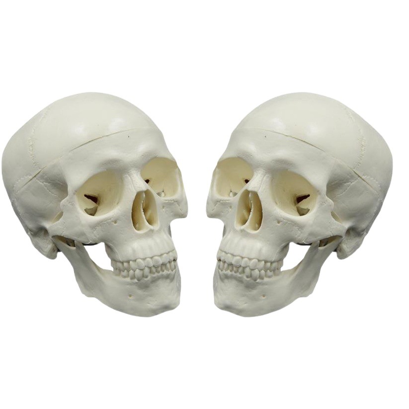 Mini Skull Model Art Sketching Sculpture Oral Learning Skull Teaching Detachable Plastic Skull Art