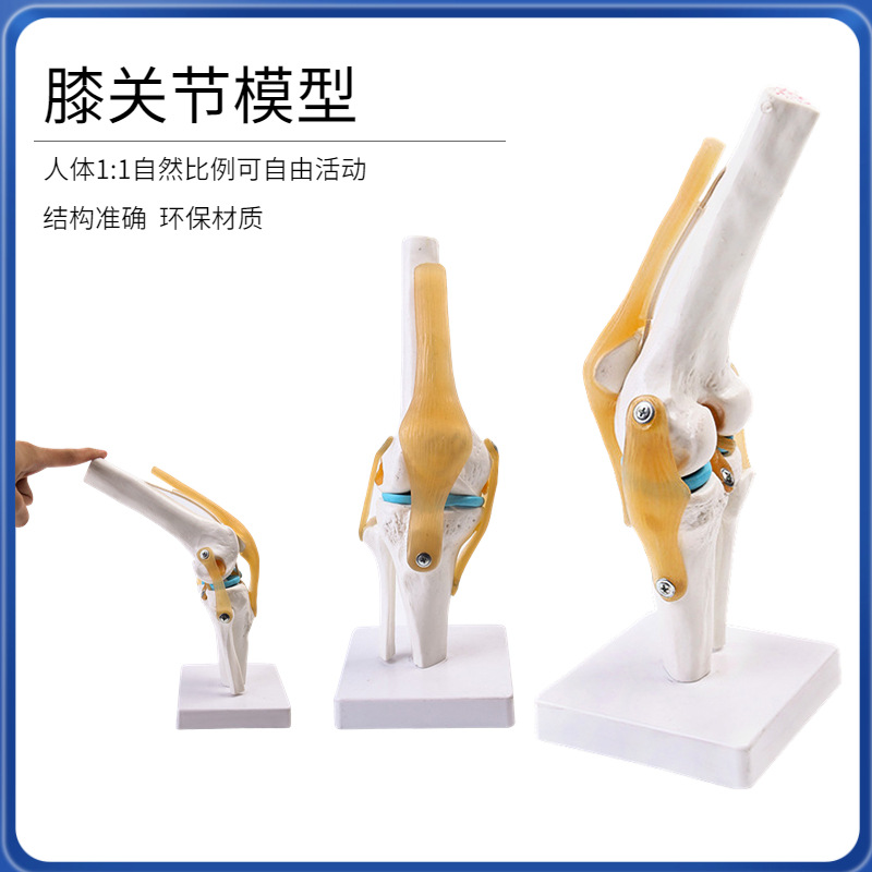 Picture of human knee joint function model human bone joint model muscle knee joint patella model