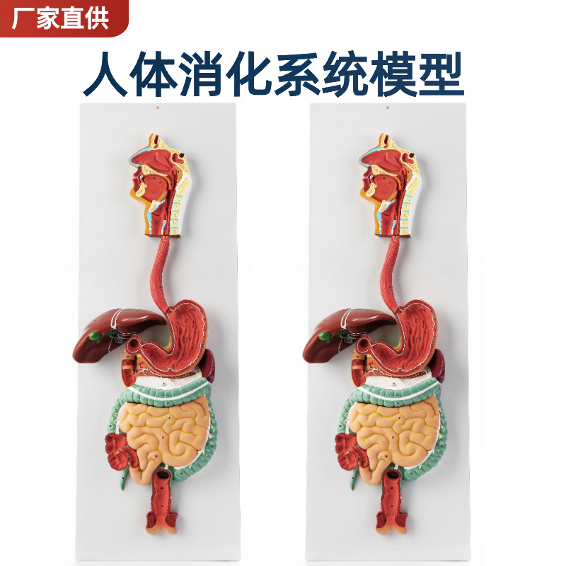Picture of Human digestive system model digestive tract stomach profile nose throat size gastrointestinal anatomy model anorectal