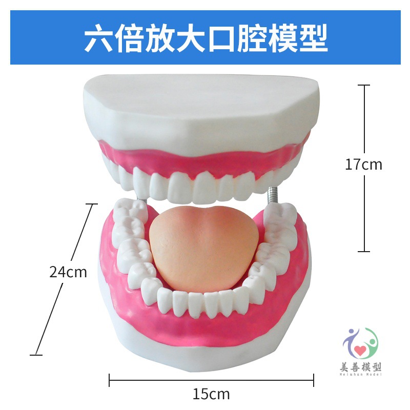 Picture of Kindergarten tooth care tooth teaching human tooth model Care 6 times magnification oral model teeth teaching
