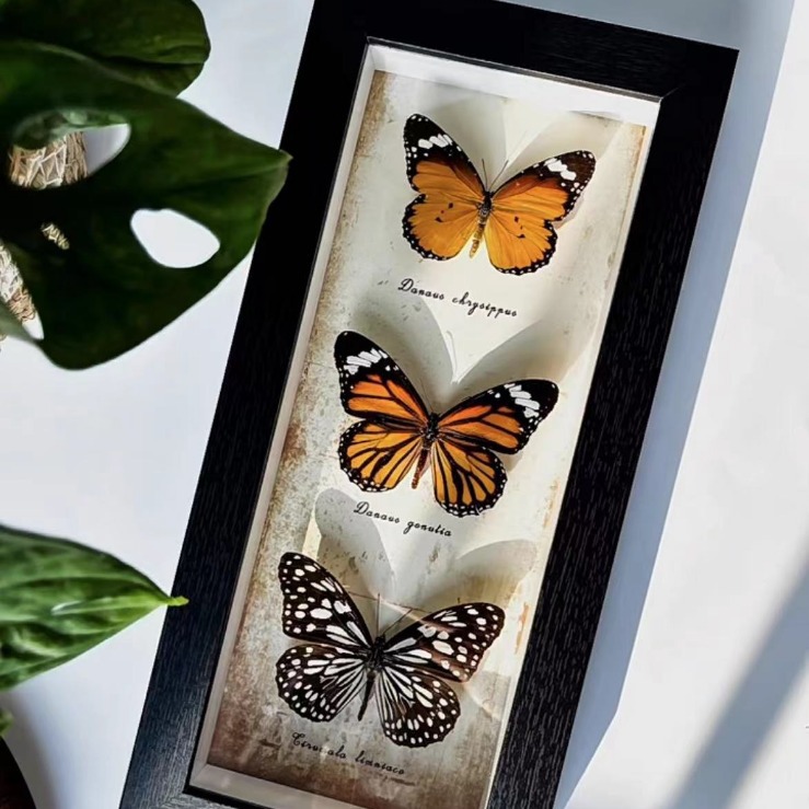 Scandinavian Hollow Strip Photo Frame Butterfly Specimen Handmade DIY Picture Frame Table Rectangular Glass Strip Display Frame