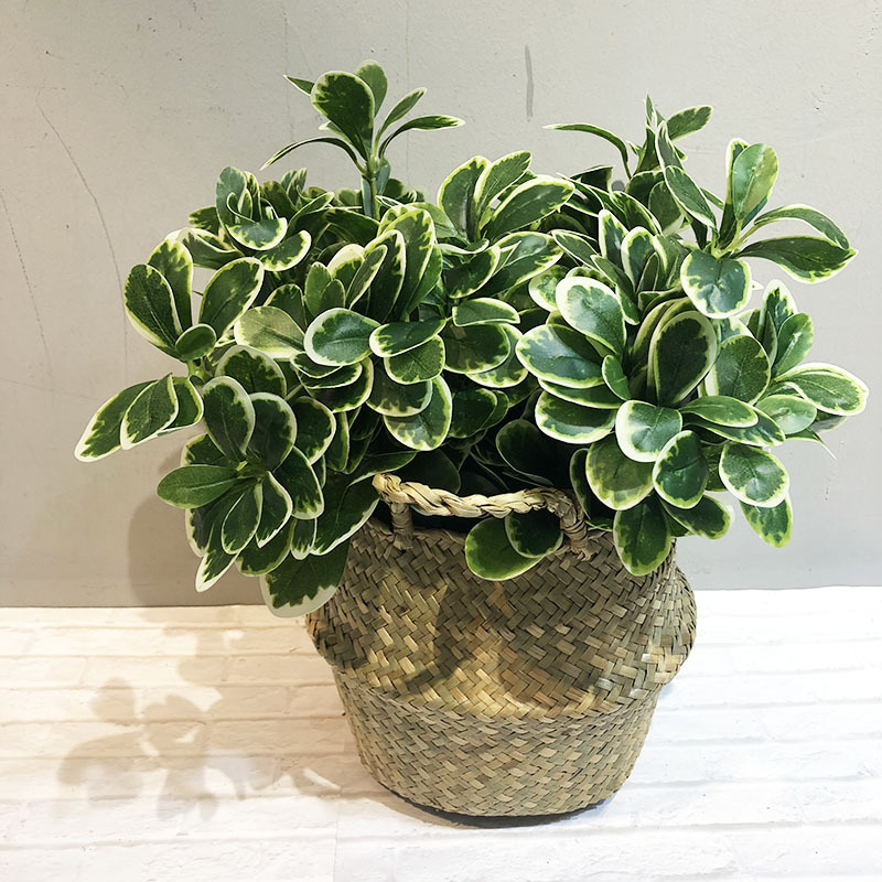 Simulation plant 7 flutong artificial green plant flower home decoration plastic money pocket duck feet wood wholesale