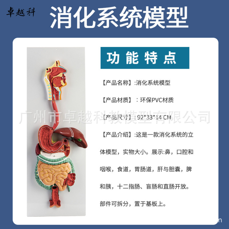 Picture of Human digestive system model digestive tract stomach profile nose throat size gastrointestinal anatomy model anorectal