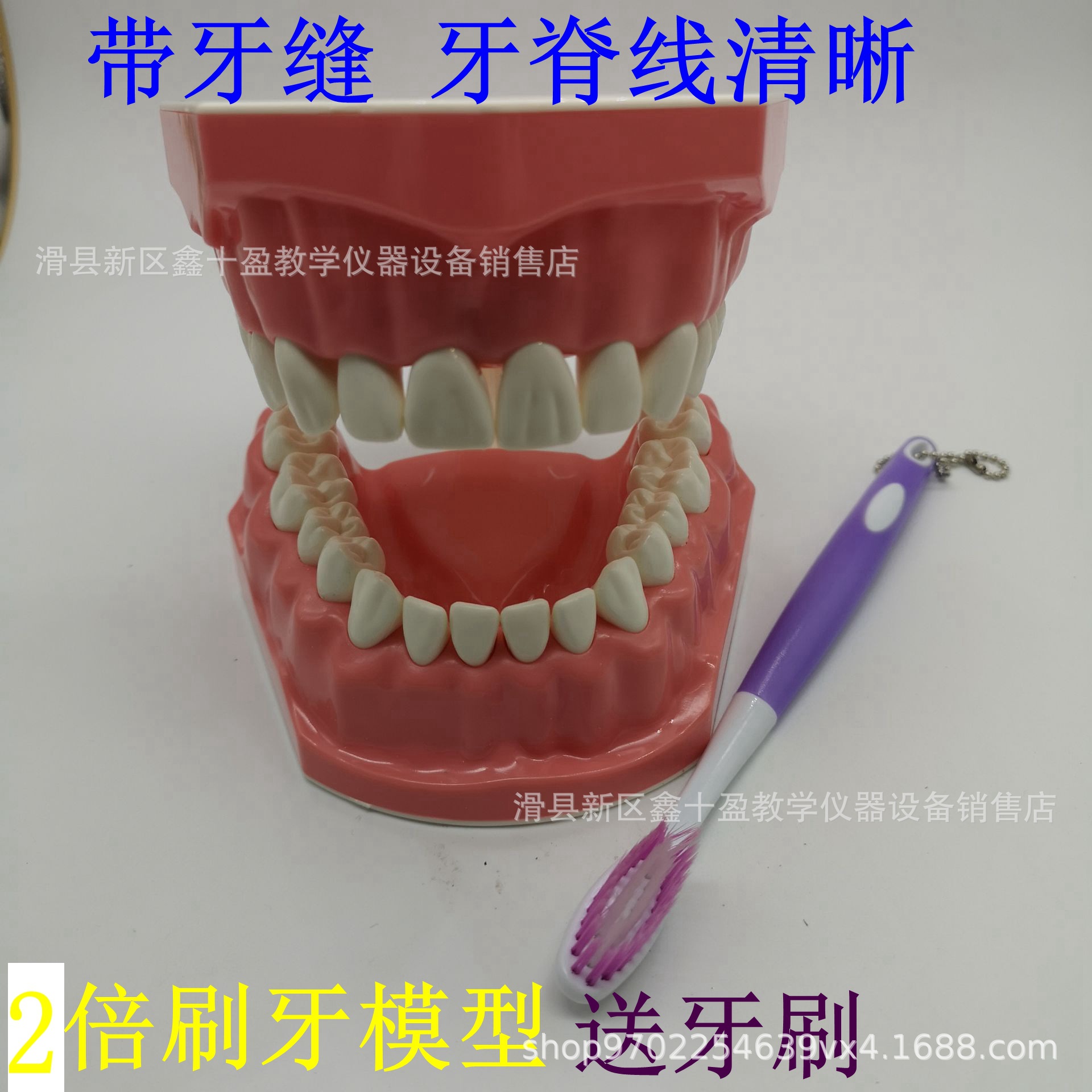 2 times large tooth model children's teaching model brushing guidance mold with teeth seam toothbrush shape standard