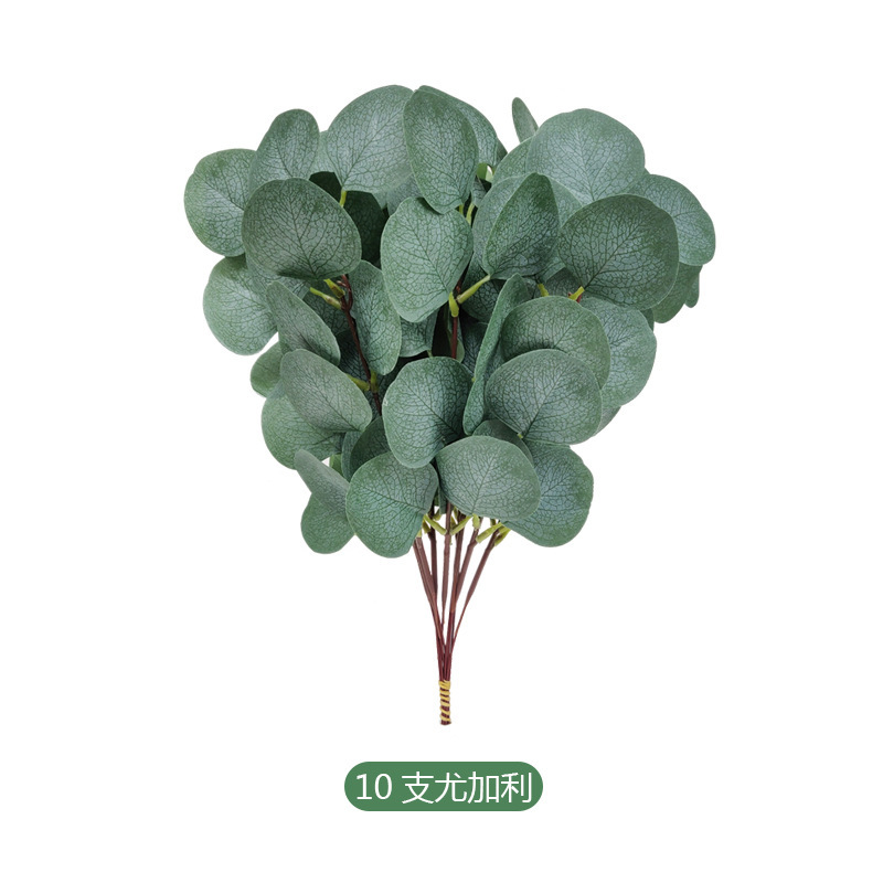 Picture of Eucalyptus leaves eucalyptus leaves simulation single simulation green plant christinae multicolor Frost White Frost eucalyptus